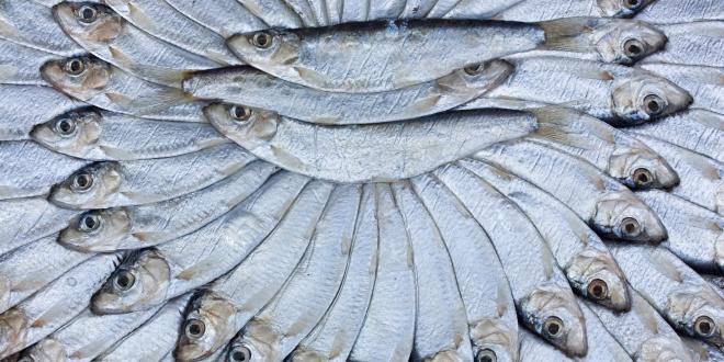 Small oily fish arranged artfully.