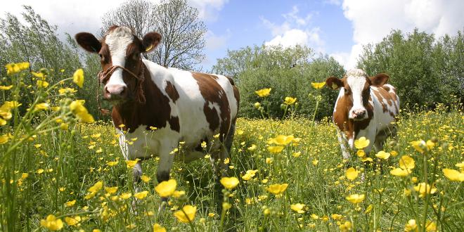 Brown and white cows in a field of yellow buttercups.