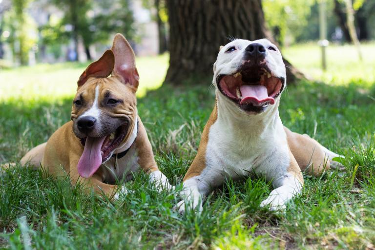 two happy dogs in the park