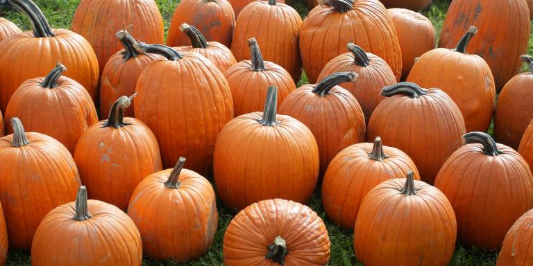 Ripe pumpkins in a field